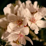 Cherry Blossoms - 2006