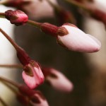 Cherry Blossom Buds - 2008