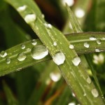 Dew Drops - 2008