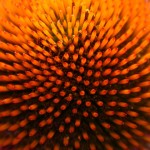 Flower in DC - 2005