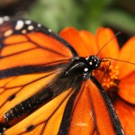 Monarch Butterfly - 2008