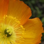Peony in Skagway, Alaska - 2007
