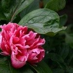 Peony in Victoria, British Columbia - 2005