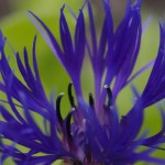Purple Flower in Skagway, Alaska - 2007