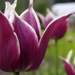 Tulip in Skagway, Alaska - 2007