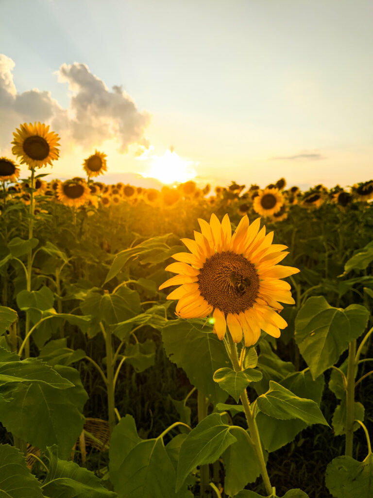 Sunflowers reaching for the sun at sunset. Bee on flower in front.